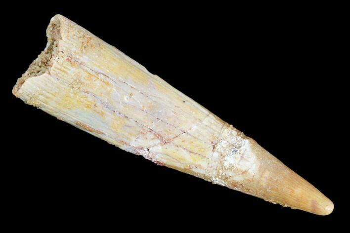Pterosaur (Siroccopteryx) Tooth - Morocco #107950